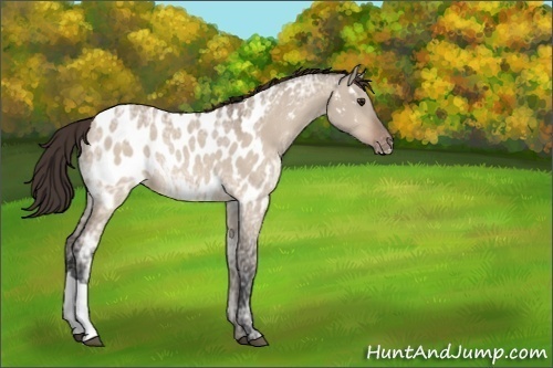 Horse Color:Brown Ice Dun Appaloosa Rabicano 