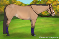Horse Color:Bay Dun