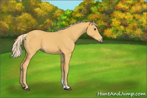 Horse Color:Palomino 