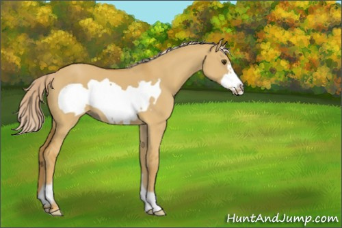 Horse Color:Palomino Dun Frame 