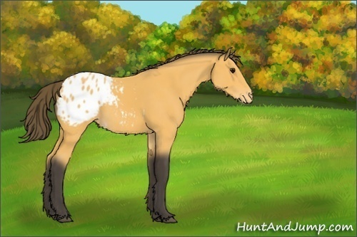 Horse Color:Buckskin Appaloosa