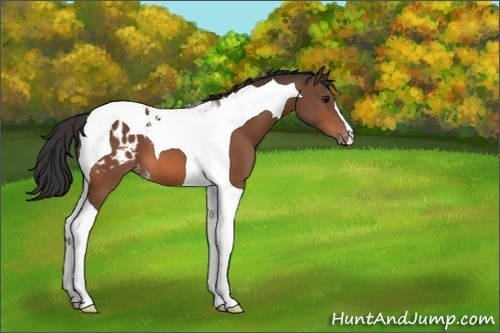 Horse Color:Bay Tobiano Blanket