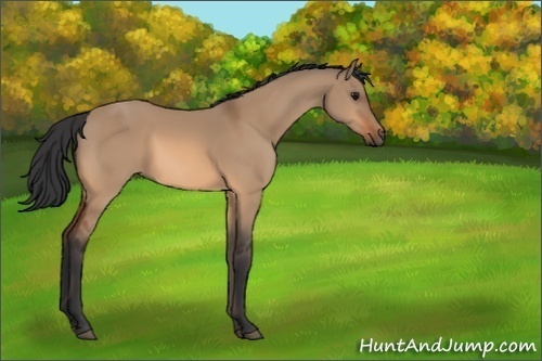 Horse Color:Bay Dun