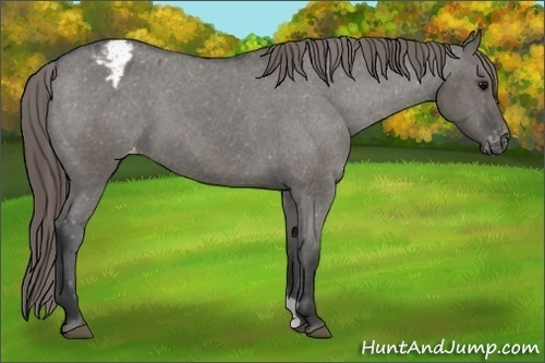 Horse Color: Grullo Blanket 