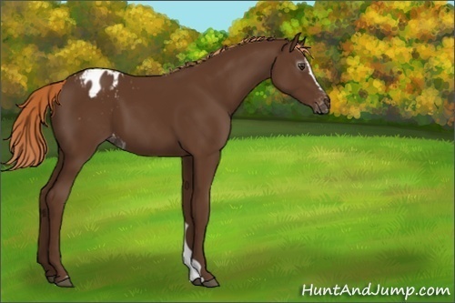 Horse Color:Gray Chestnut Sabino Blanket 