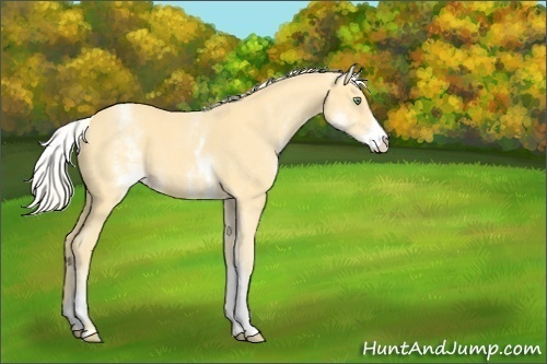 Horse Color:White Spotted Gold Cream Champagne
