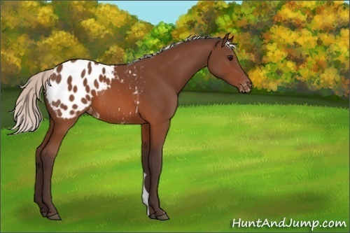 Horse Color:Unknown 