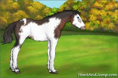 Horse Color:Liver Chestnut Splash Frame Appaloosa 