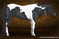 Horse Color:Black Tobiano 
