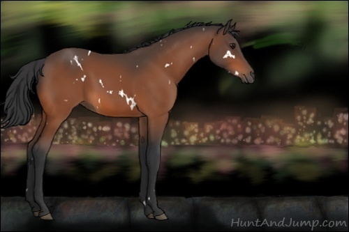 Horse Color:White Spotted Bay 