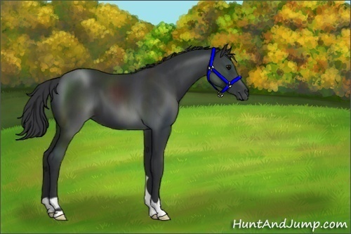 Horse Color:Black 