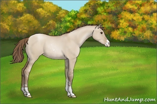 Horse Color:Grullo Pearl Sabino Rabicano