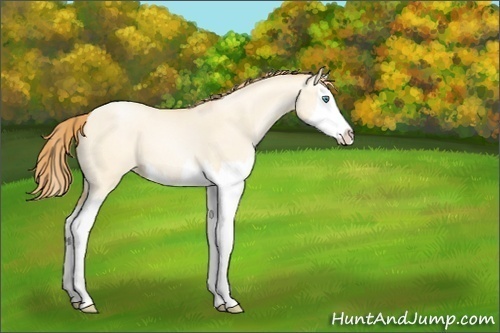 Horse Color:Smoky Grullo Pearl Sabino Splash