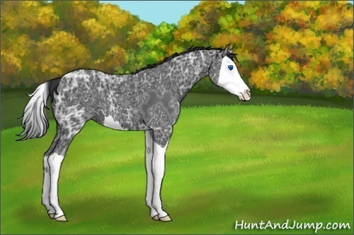 Horse Color:Black Ice Splash 