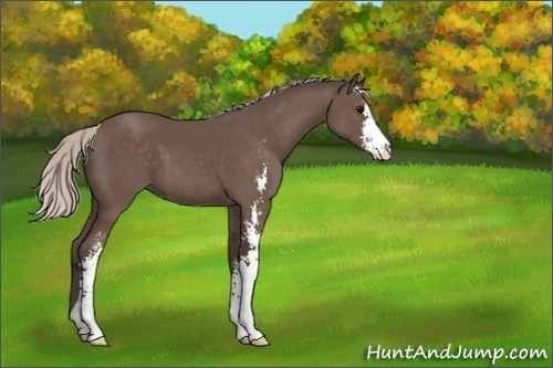 Horse Color:Silver Black Sabino 