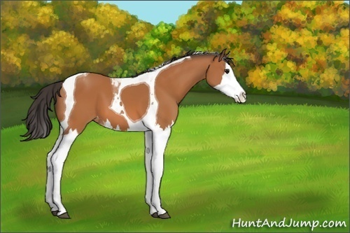 Horse Color:Unknown 
