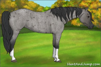 Horse Color:Grullo Roan Tobiano