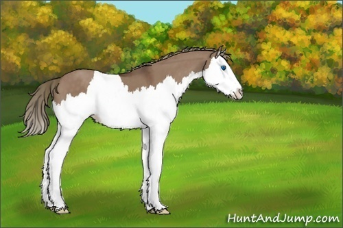Horse Color:White Spotted Liver Red Dun Splash 
