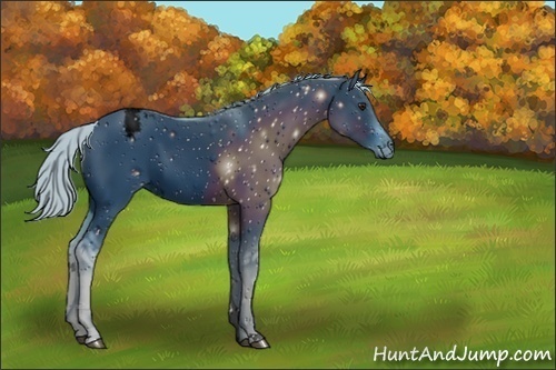 Horse Color:ERROR: UNKNOWN ANOMALY
