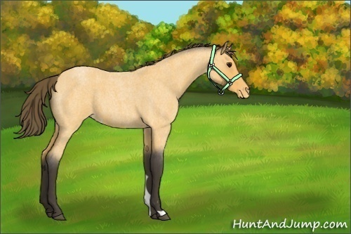 Horse Color:Buckskin Roan Varnish 