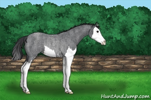 Horse Color:Blue Roan Sabino Splash Rabicano 