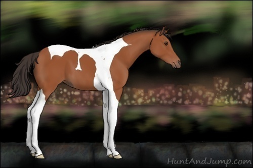 Horse Color:Bay Tobiano 