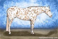 Horse Color:Chestnut Splash Appaloosa 