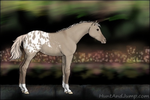 Horse Color:Silver Grullo Appaloosa