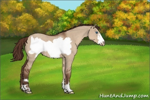 Horse Color:Liver Red Dun Frame Varnish