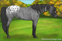 Horse Color:Blue Roan Appaloosa 