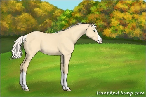 Horse Color:Silver Classic Cream Champagne Dun Splash