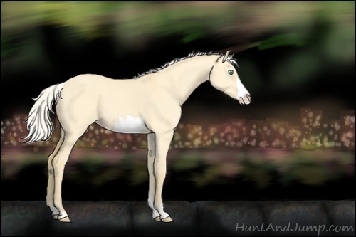 Horse Color:Silver Amber Cream Champagne Dun Frame 