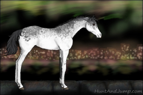 Horse Color:White Spotted Black Rabicano 