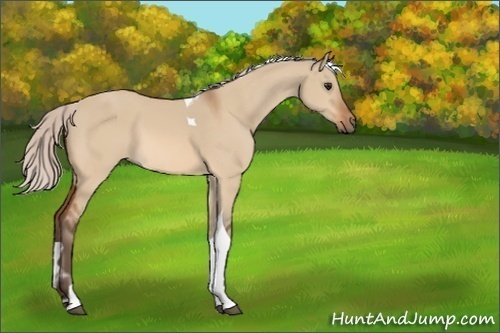 Horse Color:Silver Bay Dun Tobiano 