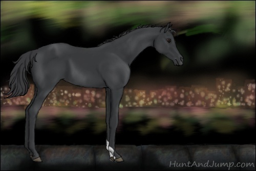 Horse Color:Black 