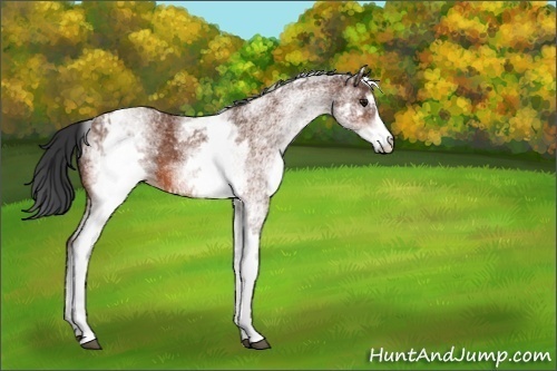 Horse Color:White Spotted Bay 