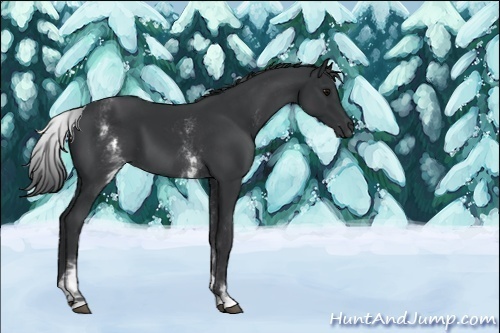 Horse Color:White Spotted Black 