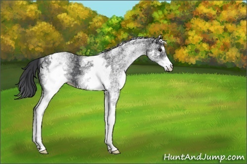 Horse Color:White Spotted Black 