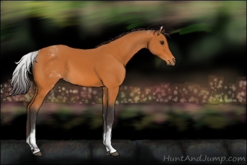 Horse Color:White Spotted Buckskin 