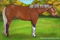 Horse Color:Gray Silver Bay 