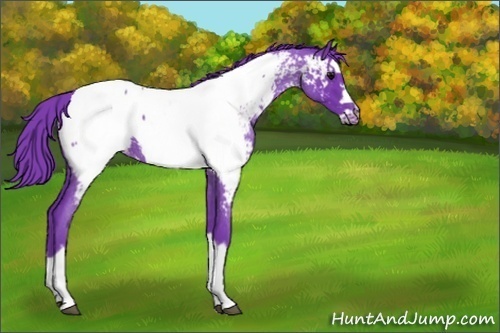Horse Color:Watercolor Blue Roan Splash Frame Near Fewspot