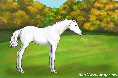 Horse Color:Silver Classic Cream Champagne Splash Tobiano Frame Near Leopard 