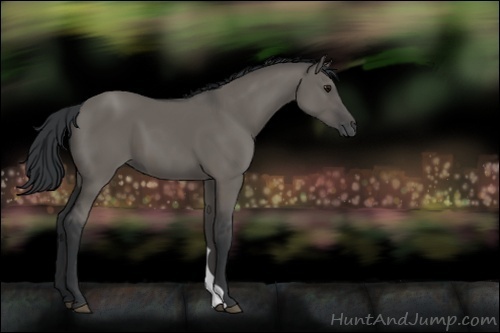 Horse Color:Grullo 