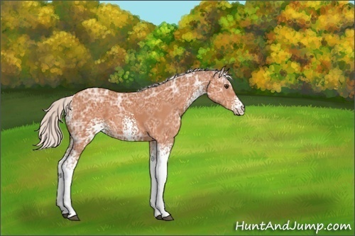 Horse Color:White Spotted Silver Bay Ice