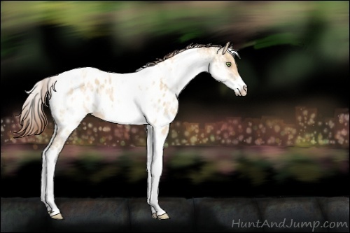 Horse Color:White Spotted Amber Champagne Ice Dun Tobiano Frame Near Leopard Rabicano 