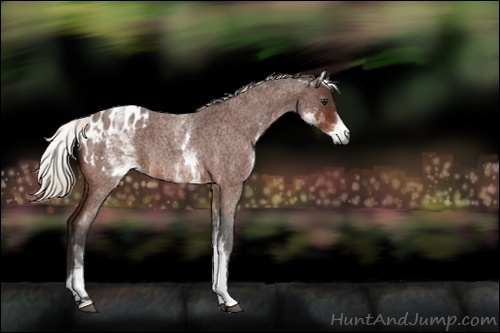 Horse Color:Gray White Spotted Silver Bay Roan Blanket Rabicano 