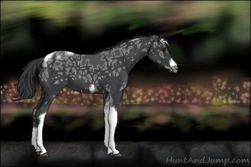 Horse Color:Black Ice Tobiano Frame 