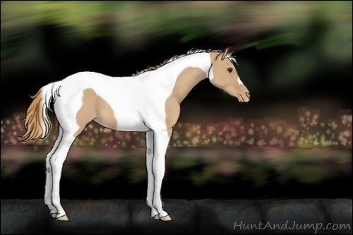 Horse Color:Red Dun Tobiano Appaloosa 