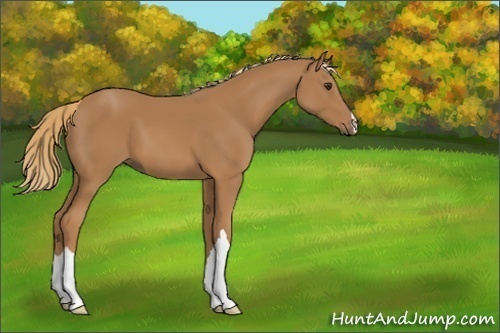 Horse Color:Chestnut 
