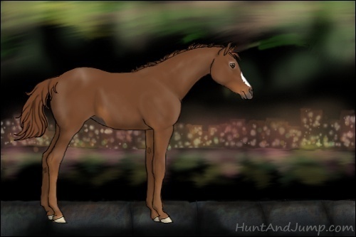 Horse Color:Gray Chestnut 